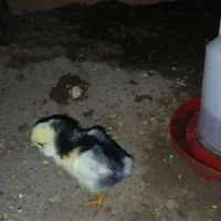 جوجه گلین ۴ دونه