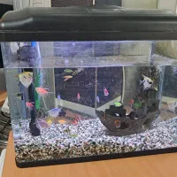 اکواریوم دلسا بزرگ به همراه تمام لوازم و ماهی ها