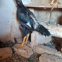 خروس لاری نژاد اوشامو آلمان