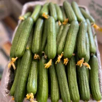 کارگر ماهر برای گلخونه خیارو گوجه حتما سابقه کار|استخدام صنعتی، فنی، مهندسی|کاشان, زیدی|دیوار