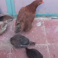 یک مرغ طبیعی با سه جوجه گلین وسه مرغ تخم گذارگذار