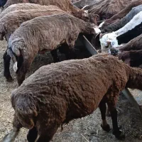 ۲۵ راس بره نر آماده گشتار چاق چاق
