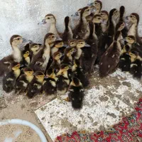 بچه آوردک اسراییلی