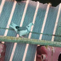 دوتا کفتر ۳۵۰|پرنده|اشتهارد, |دیوار