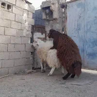 بره نر|حیوانات مزرعه|خواف, |دیوار