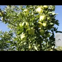 باغ سیب ثمری کاکان