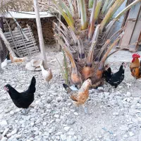 مرغ و خروس پاکر و پا بلند