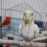 فروش عروس هلندی نر / مست|پرنده|خنداب, |دیوار