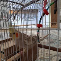 یک جفت عروس هلندی|پرنده|شاهین دژ, |دیوار