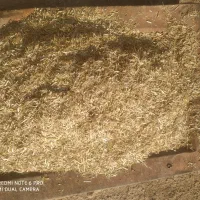 اسب قوی وخیلی چابک سرحال با کاه دسته گندم|اسب و تجهیزات اسبسواری|گلی داغ, |دیوار