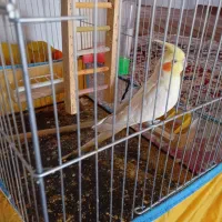 عروس هلندی|پرنده|فسا, |دیوار