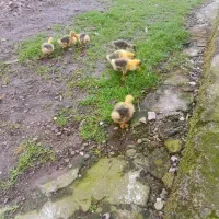 جوجه غاز|حیوانات مزرعه|رشت, حومه رشت|دیوار