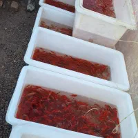 ماهی قرمز عید|ماهی|تبریز, |دیوار