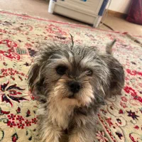 سگ شیتزو سوپر فلت