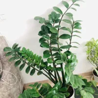 گل زانفوریا|گل و گیاه طبیعی|سبزوار, قاضی زاد|دیوار