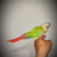 گرینچیک اهلی نر|پرنده|بوشهر, |دیوار