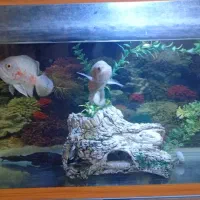 اکواریم یک متری اسکار