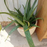 تعدادی گل به فروش میرسد|گل و گیاه طبیعی|کیاشهر, |دیوار