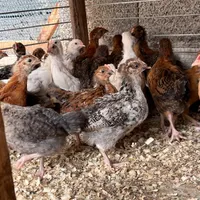 جوجه نیمچه گلپایگان|حیوانات مزرعه|رشت, پیرکلاچای|دیوار