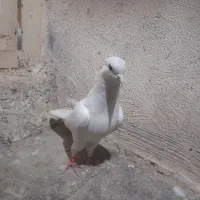 سفید کاکلی|پرنده|ساوه, |دیوار