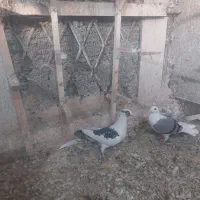 کبوتر پشت گراف