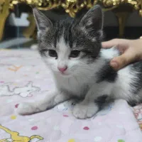 واگذاری بچه گربه خانگی نژاد میکس|گربه|مشهد, کوی سیدی|دیوار
