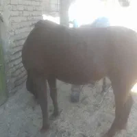 فروش اسب|اسب و تجهیزات اسب‌سواری|بوئین و میاندشت, |دیوار