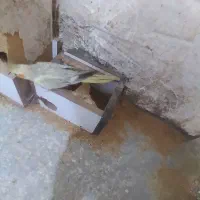 طوطی عروس جابجا با ۱۲تا کبوترمعمولی