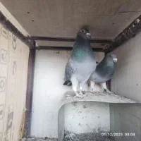 کبوتر پلاکی مسافتی|پرنده|مبارکه, |دیوار