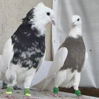 جفت طوقی آس