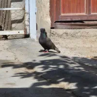 کبوتر کله ای بادمجانی زاغ تافته طوقی