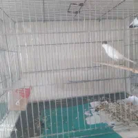 تعدادی قناری فروشی|پرنده|کوهبنان, |دیوار