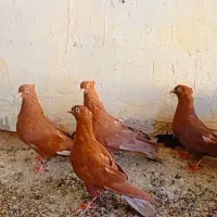 شیخ فیصل