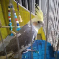 عروس هلندی جفت