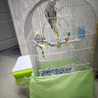 عروس هلندی جفت مولد|پرنده|شاهین‌شهر, فردوسی|دیوار