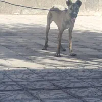 طوله سگ سراب