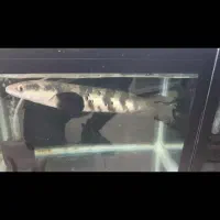 چانا یلو مارو