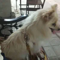 سگ نر|سگ|بوشهر, |دیوار