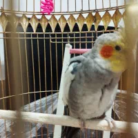 یک عدد عروس هلندی|پرنده|مشهد, شهید قربانی|دیوار