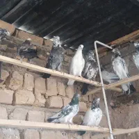 کفتر کبوتر ناجلد
