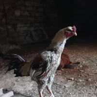 فروش خروس لاری اصل