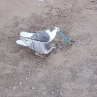 کفتر