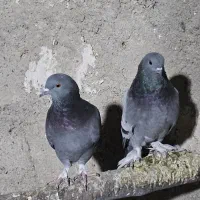 کفتر سبز سوسنی کوهی|پرنده|شیراز, تحویلی|دیوار