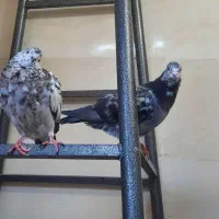کبوتر فروشی به شرط دوری تا 4یا5ساعت نشینن|پرنده|اهواز, حصیرآباد|دیوار