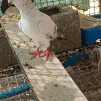 پرنده کبوتر