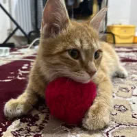 واگزاری گربه رایگان