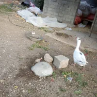 فروش پرنده ماده غاز|حیوانات مزرعه|یاسوج, |دیوار