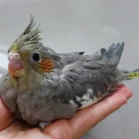 جوجه عروس هلندی سرلاکی