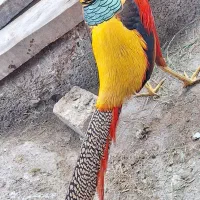 پرنده زینتی بلژیکی سیلور و آمریکایی طلایی