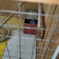 مرغ عشق مولد با جوجه و تخم|پرنده|اهواز, کمپلو جنوبی|دیوار